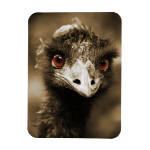 Imán Ostriches Look imnet