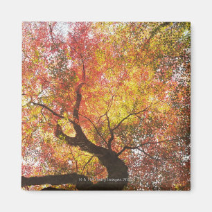 Imán Otoño