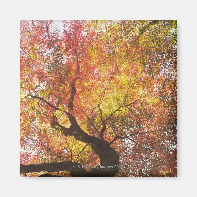 Imán Otoño (Frente)