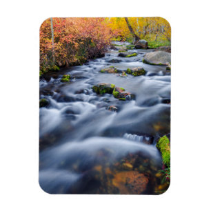 Imán Otoño a lo largo de Lundy Creek, California