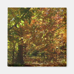 Imán Otoño de otoño II Fotografía de otoño amarilla