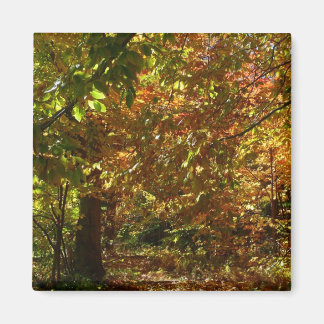 Imán Otoño de otoño II Fotografía de otoño amarilla
