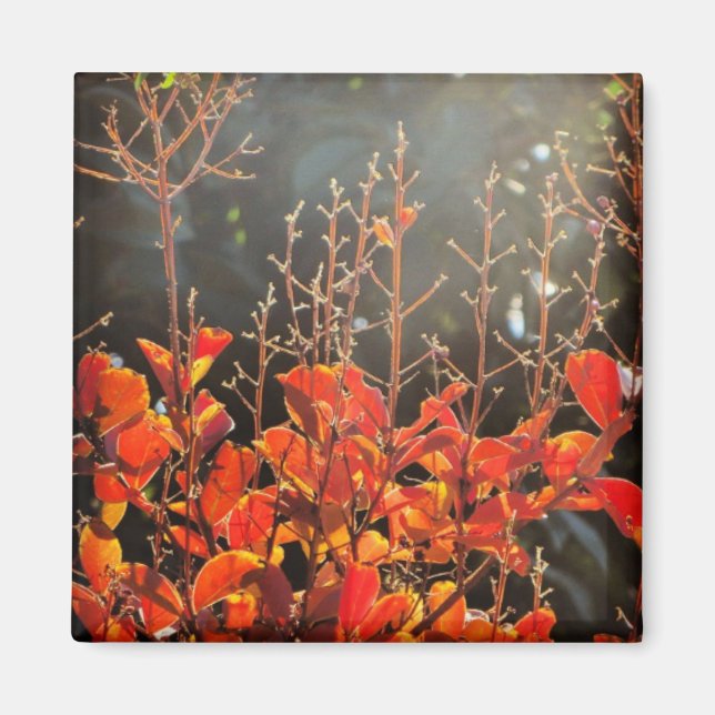 Imán Otoño en Canberra (Frente)