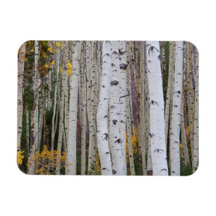 Imán Otoño en el Aspen