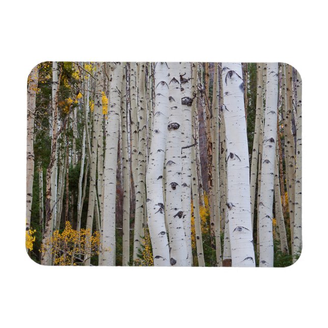 Imán Otoño en el Aspen (Horizontal)