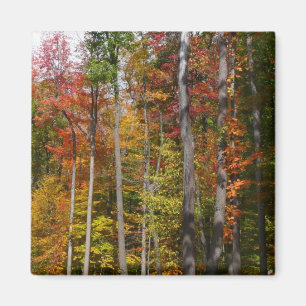 Imán Otoño en el bosque Fotografía de otoño colorido