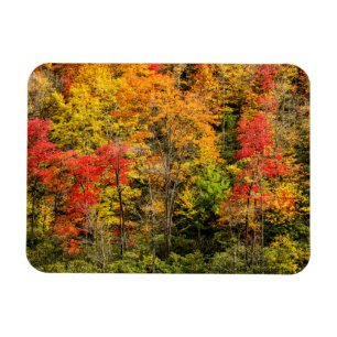 Imán Otoño en Sims Pond North Carolina, Blue Ridge