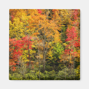 Imán Otoño en Sims Pond North Carolina, Blue Ridge