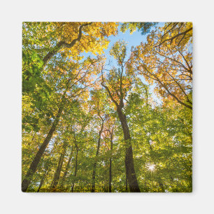 Imán Otoño en un bosque en Amesbury, Massachusetts