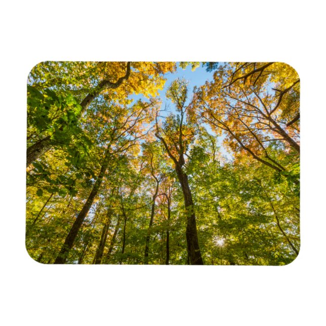 Imán Otoño en un bosque en Amesbury, Massachusetts (Horizontal)