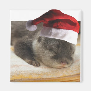 Imán Otter