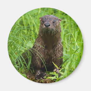 Imán Otter fluvial inteligente