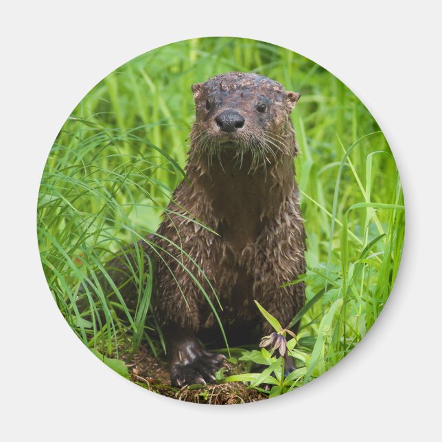 Imán Otter fluvial inteligente (Frente)