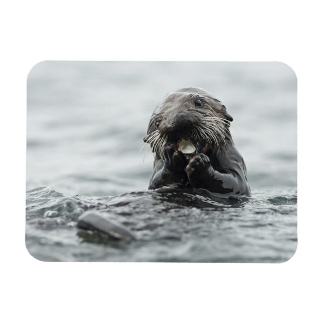 Imán Otter marino adorable (Horizontal)