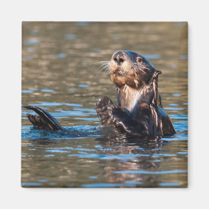 Imán Otter marino Sunny