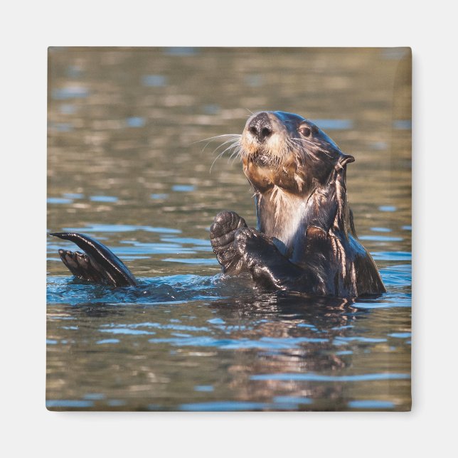 Imán Otter marino Sunny (Frente)