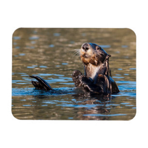 Imán Otter marino Sunny