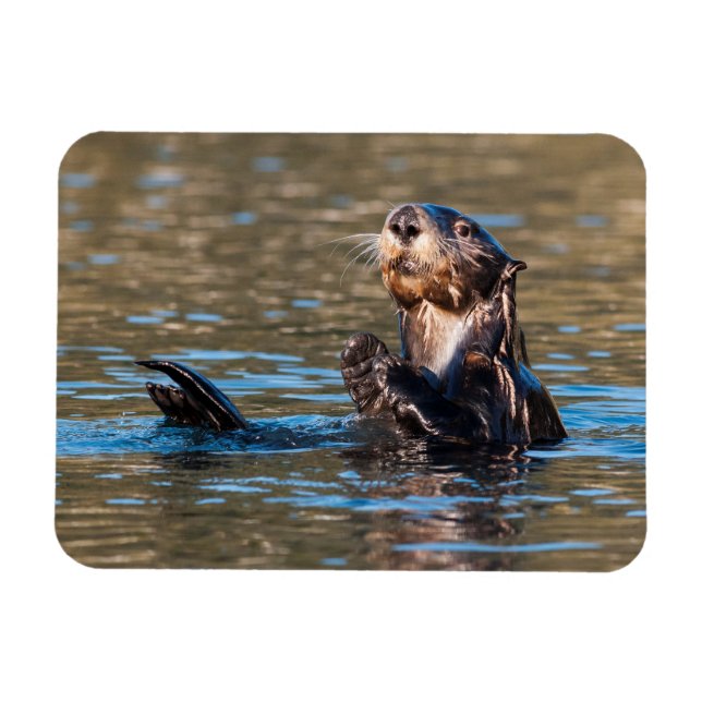 Imán Otter marino Sunny (Horizontal)