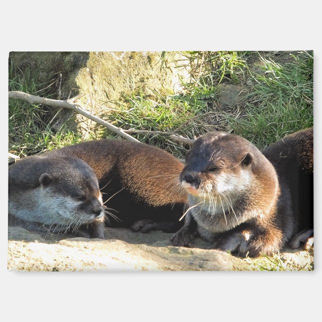 IMÁN OTTERS (Anverso)