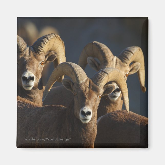 Imán Oveja Bighorn (Frente)