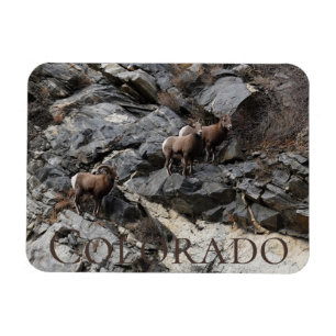 Imán Oveja Bighorn Colorado Souvenir