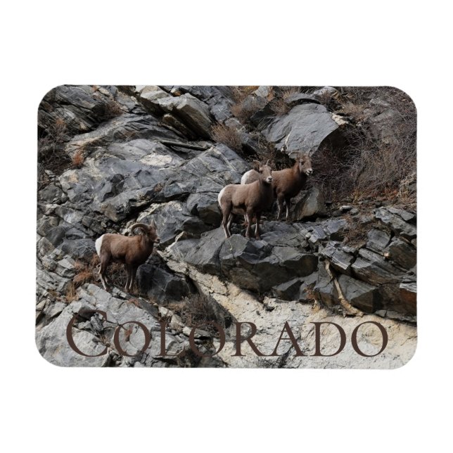 Imán Oveja Bighorn Colorado Souvenir (Horizontal)