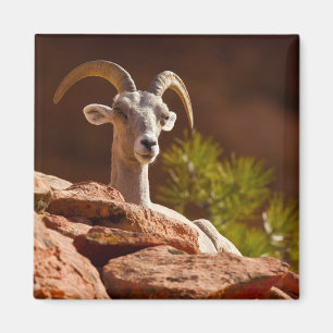 Imán Oveja canadiense del desierto (Ovis canadensis nel