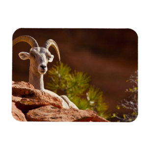 Imán Oveja de cuernos grandes del desierto (Ovis canade