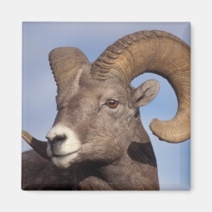 Imán oveja de cuernos grandes, oveja de montaña, Ovis c