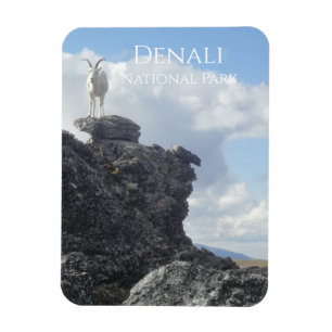 Imán Oveja de la cima del Monte Wright, Denali NP, Alas