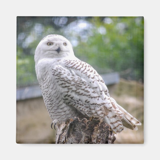 Imán Oveja de nieve (Frente)