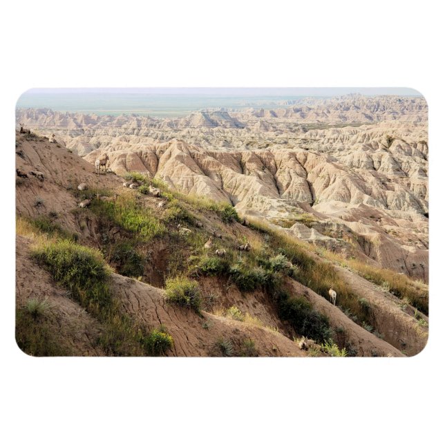 Imán Oveja del Cuerno Grande en el Parque Nacional Badl (Horizontal)