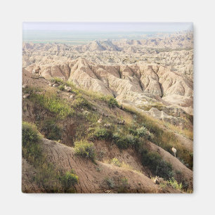 Imán Oveja grande de cuerno en el Parque Nacional Badla