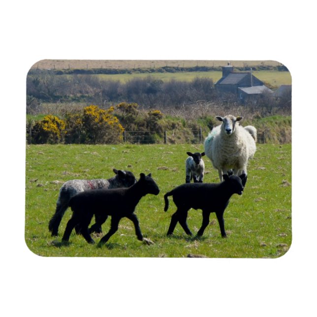 Imán Oveja Lambs Bodmin Moor Cornwall Inglaterra (Horizontal)