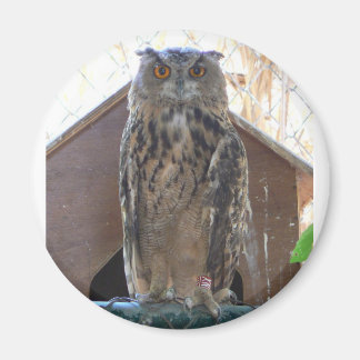 Imán Oveja mirando fijamente