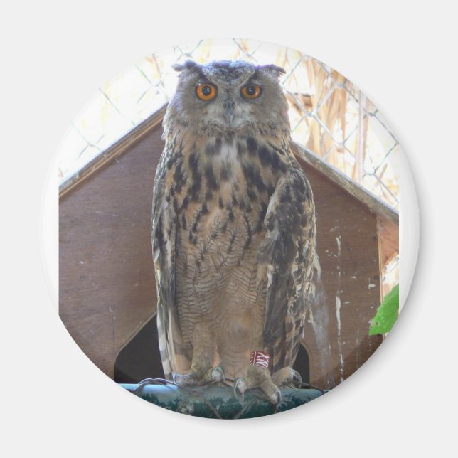 Imán Oveja mirando fijamente (Frente)