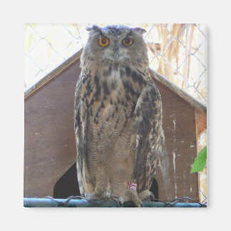 Imán Oveja mirando fijamente