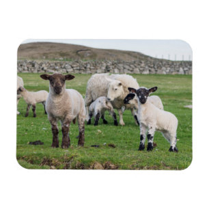 Imán Oveja Shetland