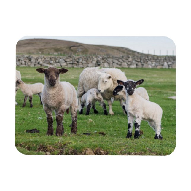 Imán Oveja Shetland (Horizontal)
