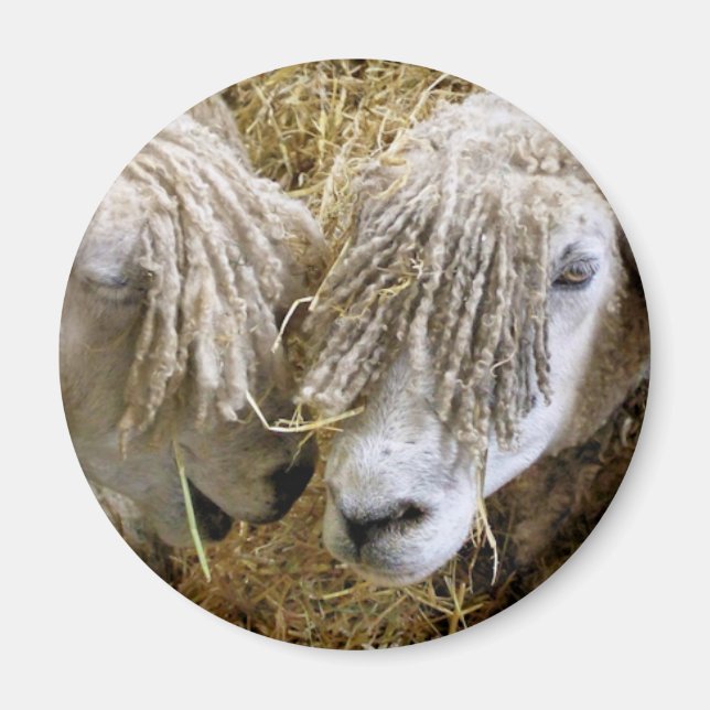 IMÁN OVEJAS (Frente)