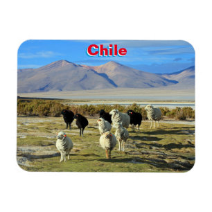 Imán Ovejas chilenas