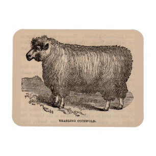 Imán Ovejas de algodón del siglo XIX