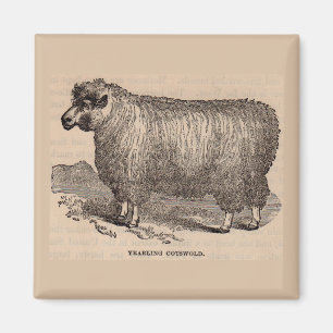 Imán Ovejas de algodón del siglo XIX