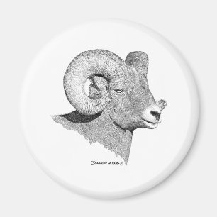 Imán Ovejas de Bighorn