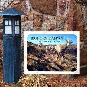 Imán Ovejas de BIghorn y cañón joven de BIghorn