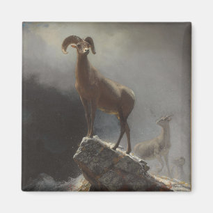Imán Ovejas de montaña rocosa o Big Horn, Ovis,