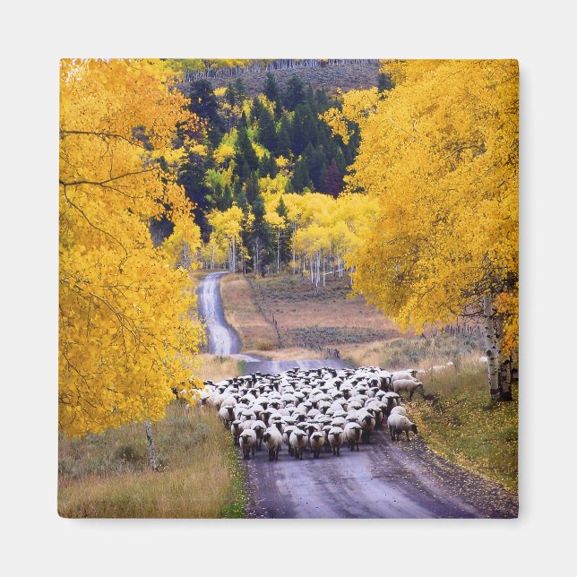 Imán Ovejas en la carretera del campo (Frente)