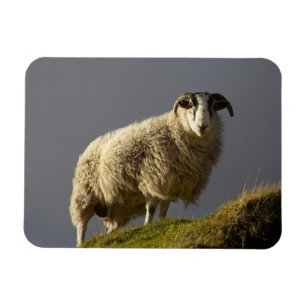 Imán Ovejas, península de Trotternish, isla de Skye,