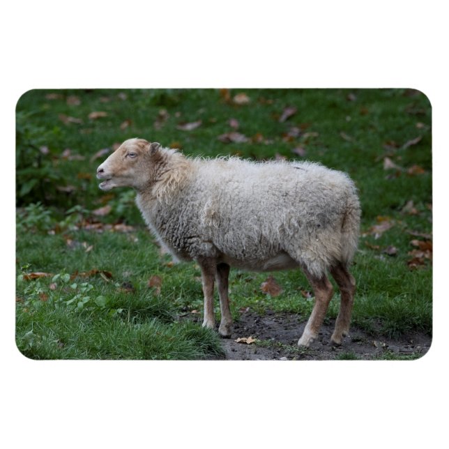 Imán Ovis aries (Horizontal)