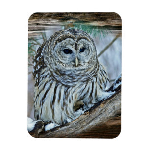 Imán Owl